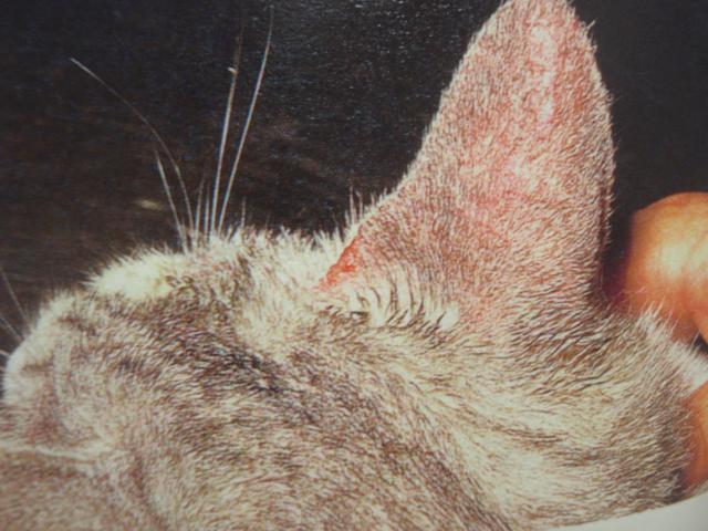動物の感染症 | 明石博臣 |本 | 通販 | Amazon